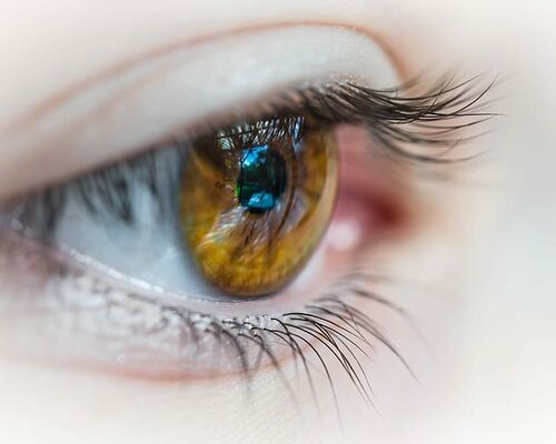 eye-eyelash-eyelid-macro